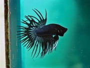 Jual ikan cupang Serit, Halfmoon, Plakat, Double Tail, aduan katong