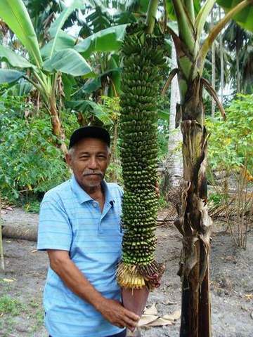 Pisang Seribu Legenda Sebuah Desa Kecamatan Kota Pare