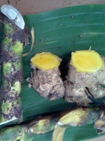 Bahasa Simbol (Makna Bunga) dalam falsafah jawa