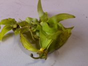 Bahasa Simbol (Makna Bunga) dalam falsafah jawa