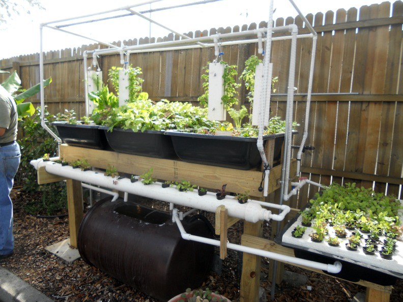 ALL about AQUAPONIC &#91;beautiful and delicious&#93;