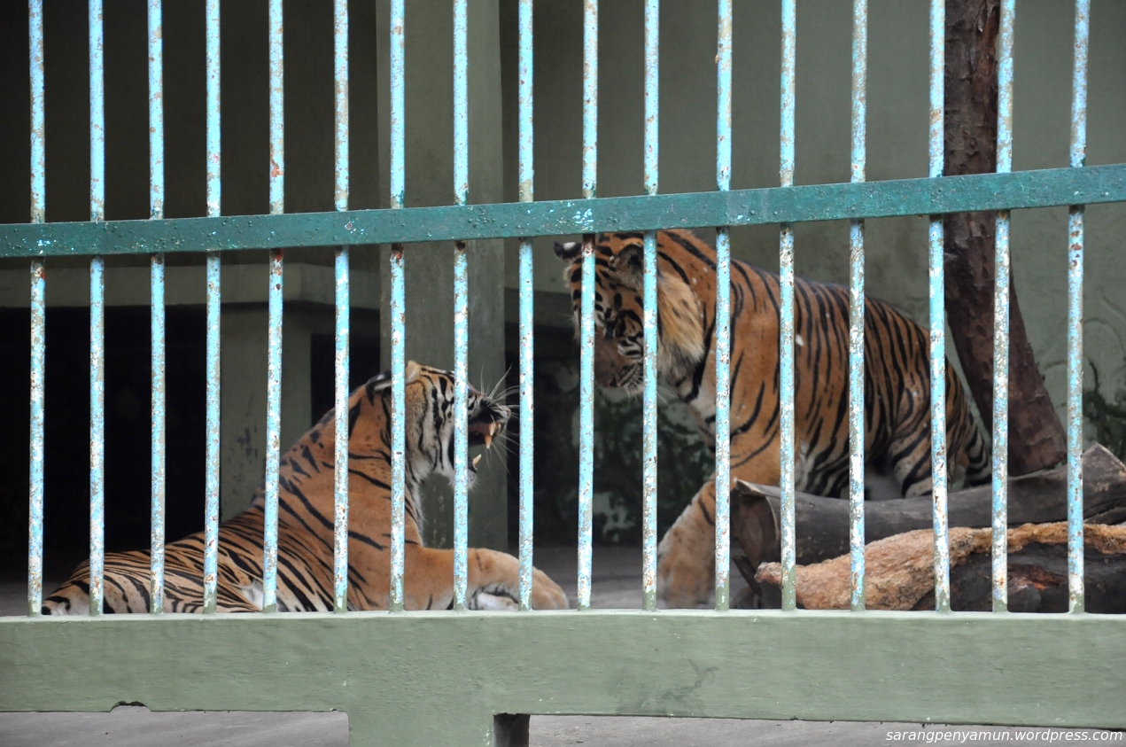 &#91;PIC&#93; Tragis ... Triomacan2000 Kini dalam Kurungan, bak Macan Sirkus aja jadinya!