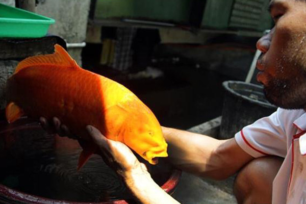 Ikan Mas Tanpa Mata Ditemukan di Kolam Bundaran HI