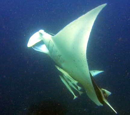 Save Manta Ray (Kultwit Divemag Indonesia)