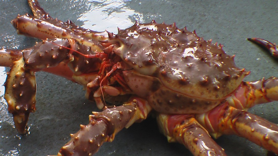 5 Hewan Laut Paling Aneh dan Menyeramkan