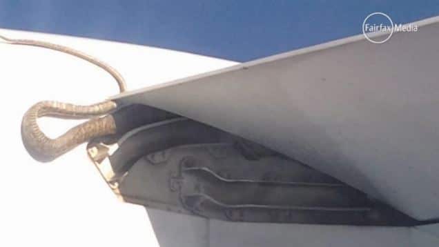 Ular python ukuran 3 meter ikut terbang di sayap pesawat Qantas