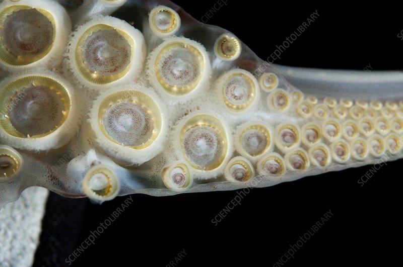 Mengenal Humboldt squid Si Monster Laut Yang Hampir Punah