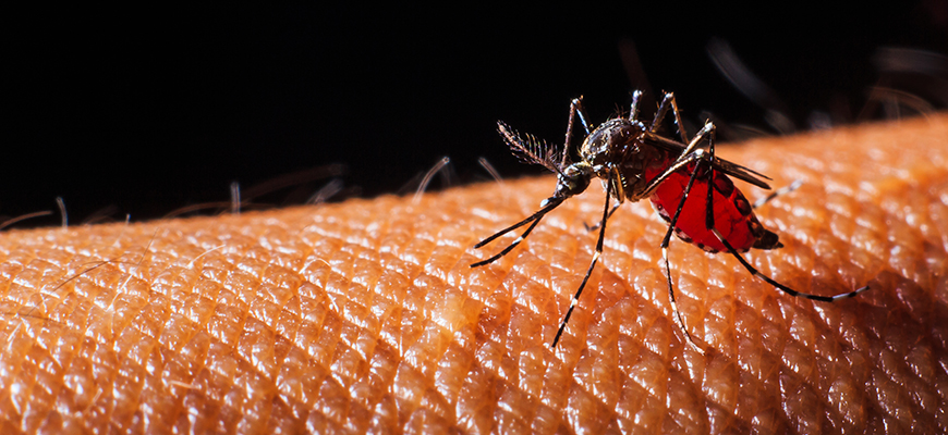 Mengenal Demam berdarah dengue (DBD) dan ciri nya.