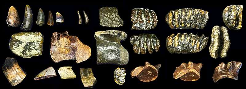 homo-erectus-dari-sundaland-berusia-140-ribu-tahun-ditemukan-di-dasar-selat-madura