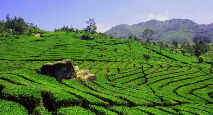 4 Destinasi Menarik di Pengalengan Bandung