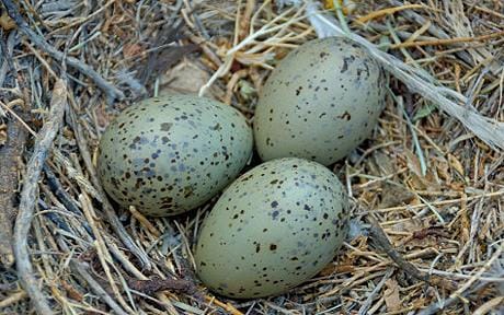 5 Telur Yang Sering Dimakan Oleh Manusia Selain Telur Ayam Dan Bebek