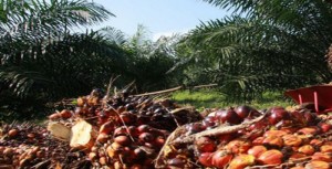 PENJUALAN CPO ASTRA AGRO LESTARI AGUSTUS MENINGKAT CAPAI 724 MILIAR