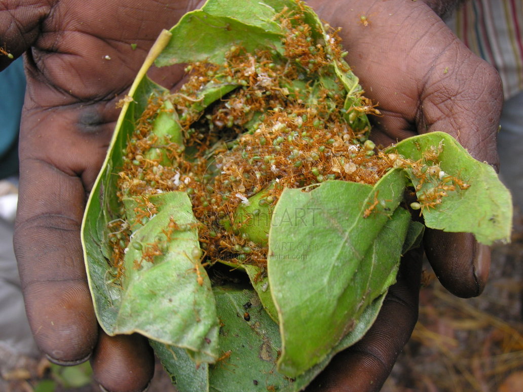 20-fakta-unik-koloni-semut