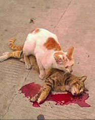 fakta-dari-sopir-truk-tentang-seringnya-korban-tergilas-truk-ngeri-gan