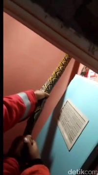 Ular Sanca Masuk Toilet Rumah Warga di Cipayung Jakarta Timur