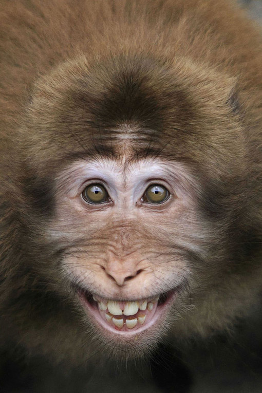  Foto Hewan Lucu dan Imut Yang Berhasil Diabadikan Oleh Fotografer Handal