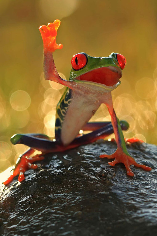  Foto Hewan Lucu dan Imut Yang Berhasil Diabadikan Oleh Fotografer Handal