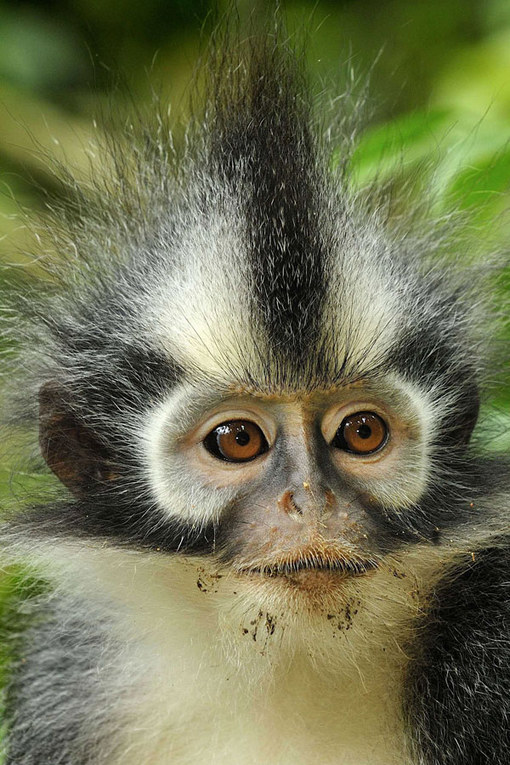  Foto Hewan Lucu dan Imut Yang Berhasil Diabadikan Oleh Fotografer Handal