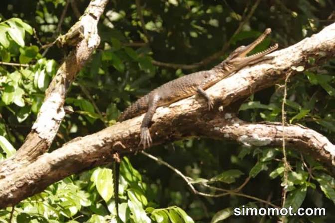 Terungkap! Buaya Ternyata Bisa Memanjat Pohon