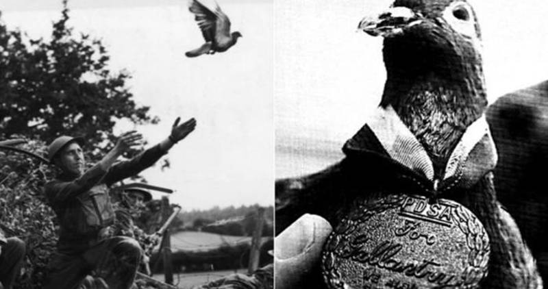 Cher Ami, Burung Merpati Yang Menyelamatkan 194 Nyawa Manusia