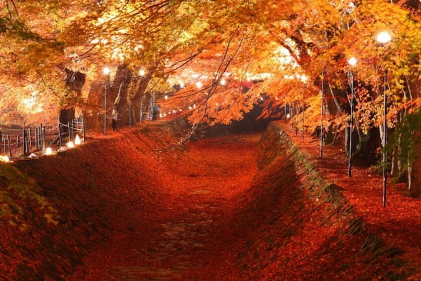 Pastikan Kunjungi 4 Terowongan Pohon Cantik ini saat Berkunjung ke Negeri Sakura