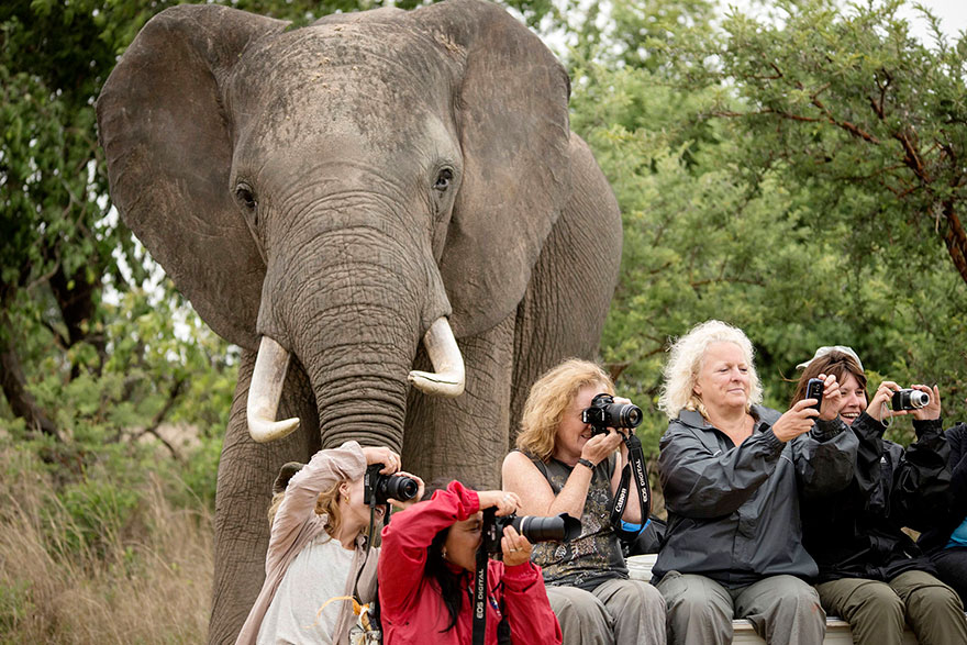 20 FUNNY ANIMAL PHOTOBOMB VERSI ON CLINIC