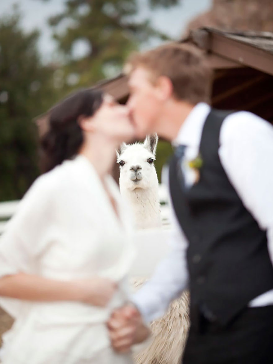 20 FUNNY ANIMAL PHOTOBOMB VERSI ON CLINIC