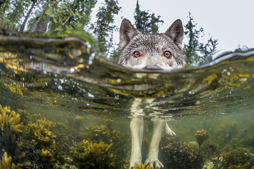 Foto Terbaik Majalah National Geographic Tahun 2015