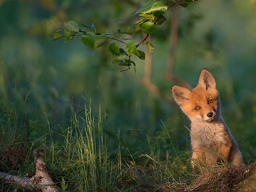 Foto Terbaik Majalah National Geographic Tahun 2015