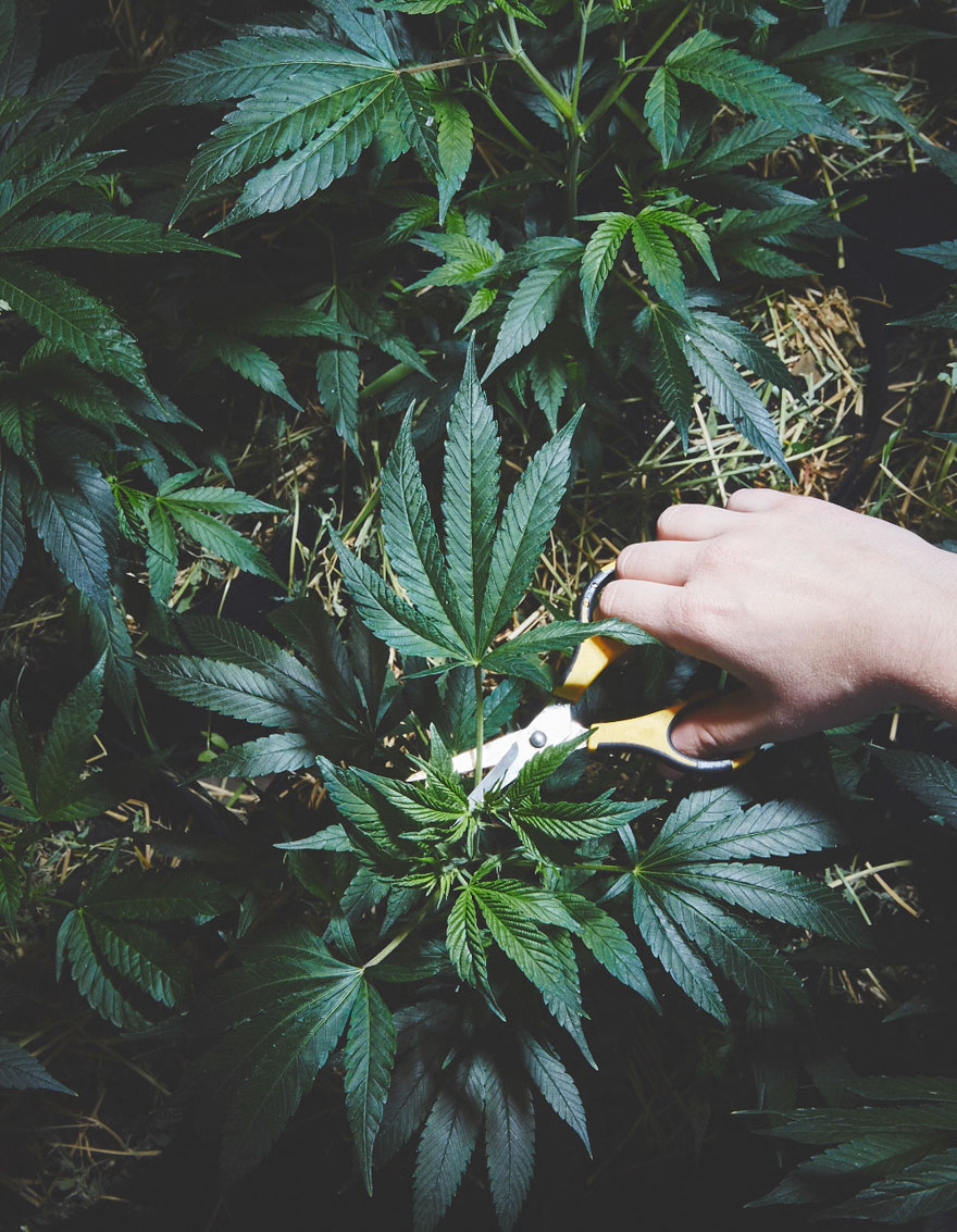 Biarawati ini Membudidayakan Ganja untuk Dijual, Bahkan Sampai Menentang Pejabat!