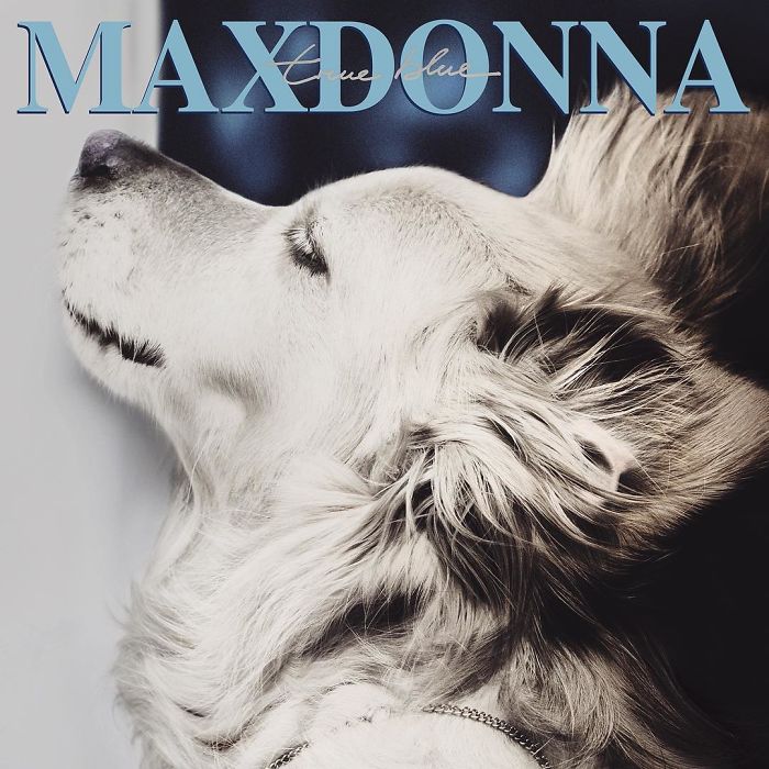 Maxdona, anjing peniru gaya Madona