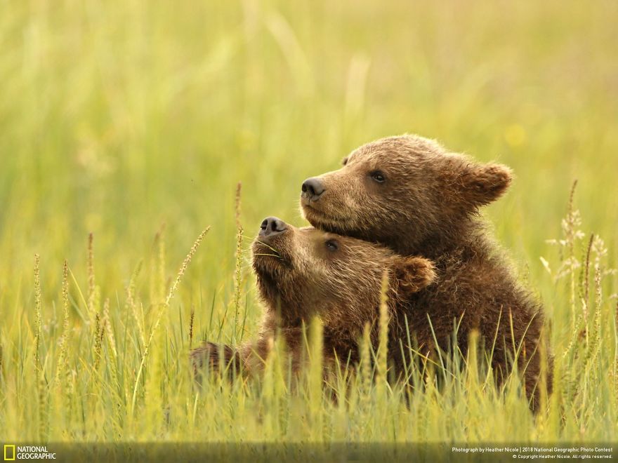 10 Foto-foto Paling Menakjubkan Dalam Kontes Foto National Geographic 2018