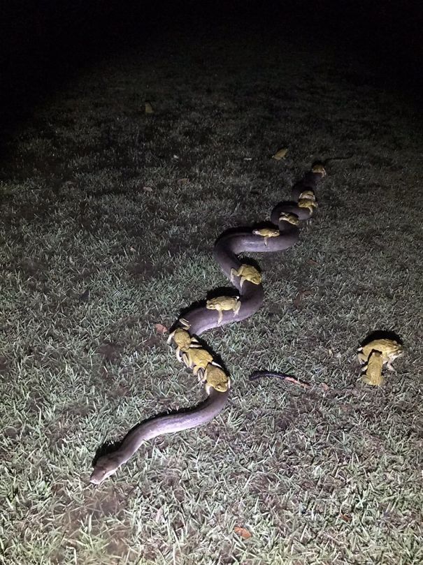 Foto-Foto Ini Menunjukan Betapa Mengerikannya Tinggal Di Australia, Yakin Mau Kesana?