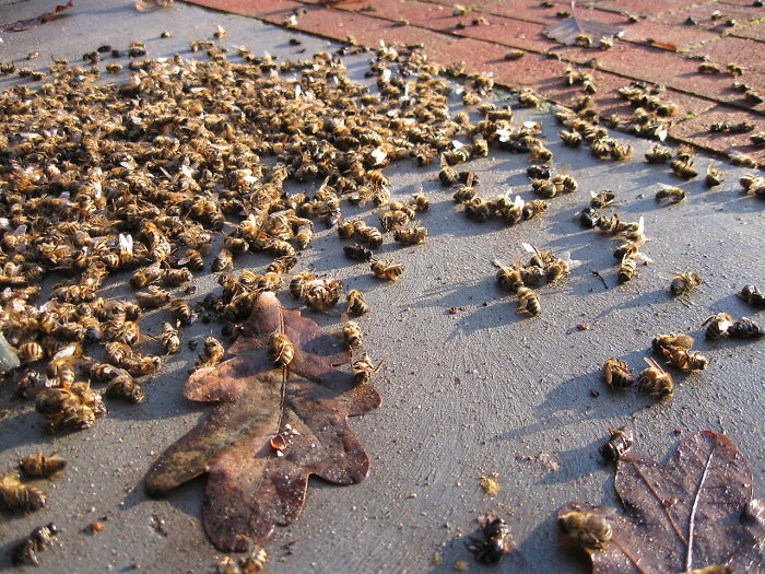 Penduduk Brazil Panik Karena 500 Juta Lebah Mati Dalam 3 Bulan, Ini Alasannya!