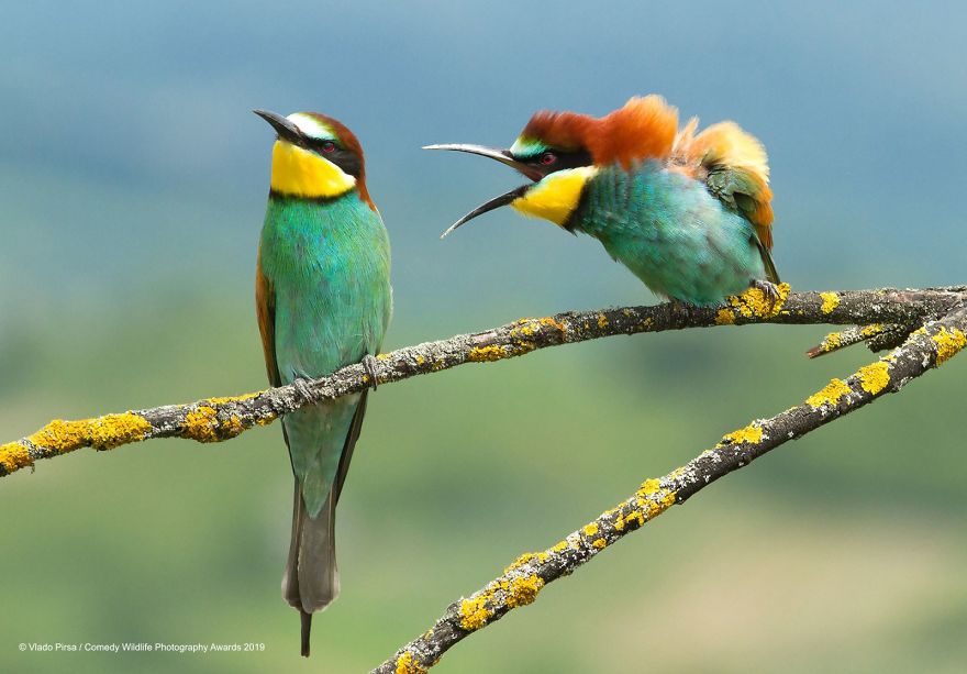 Foto-foto Konyol Para Binatang Pada Kompetisi Fotorgrafi Comedy Wildlife 2019