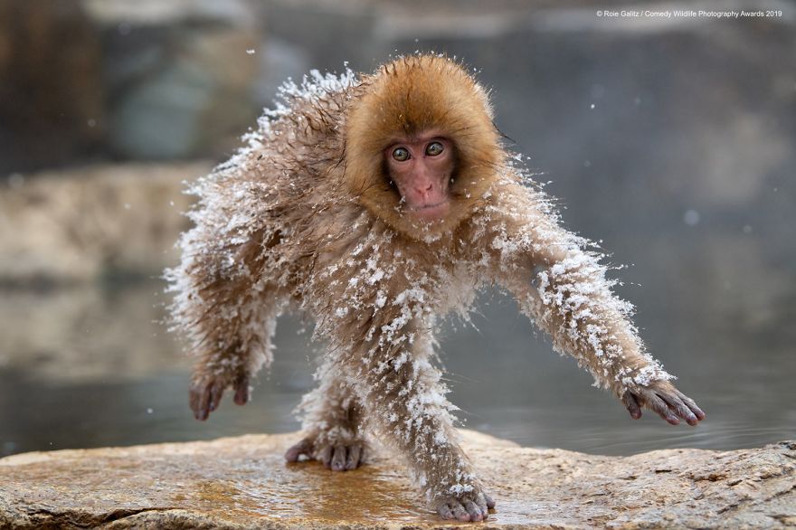 Foto-foto Konyol Para Binatang Pada Kompetisi Fotorgrafi Comedy Wildlife 2019