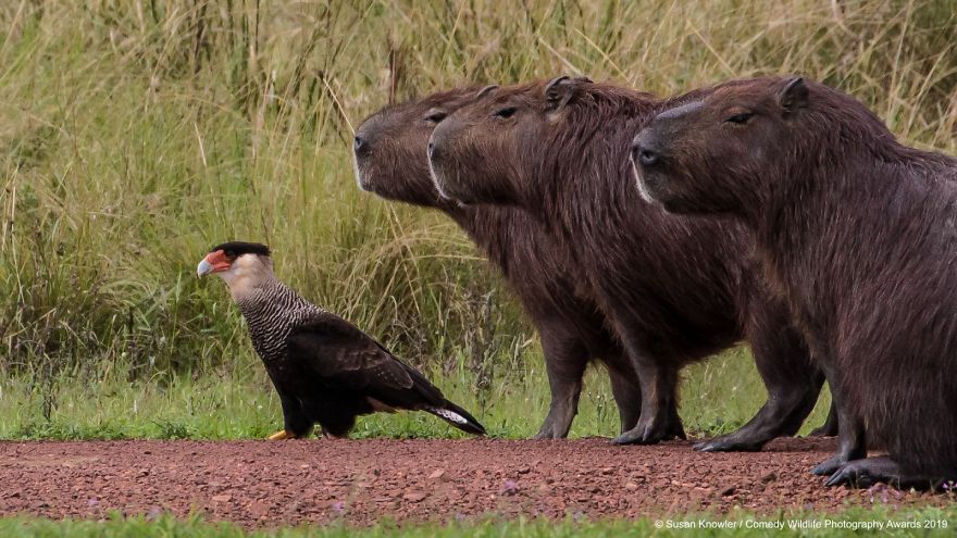 Foto-foto Konyol Para Binatang Pada Kompetisi Fotorgrafi Comedy Wildlife 2019