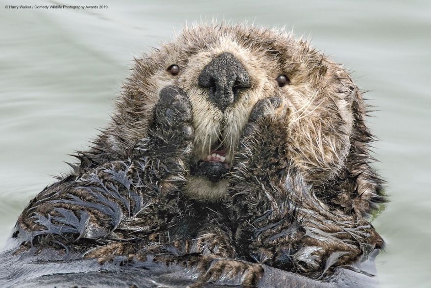 Foto-foto Konyol Para Binatang Pada Kompetisi Fotorgrafi Comedy Wildlife 2019