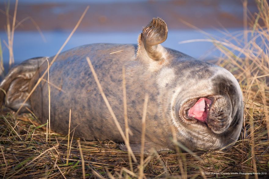 Foto-foto Konyol Para Binatang Pada Kompetisi Fotorgrafi Comedy Wildlife 2019