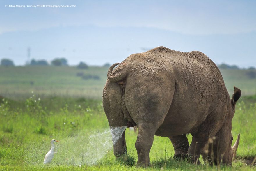 Foto-foto Konyol Para Binatang Pada Kompetisi Fotorgrafi Comedy Wildlife 2019