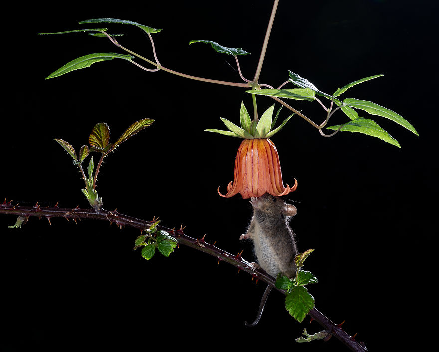 Cekidot gansis, Foto menakjubkan para pemenang Nature Photographer of the Year 20019