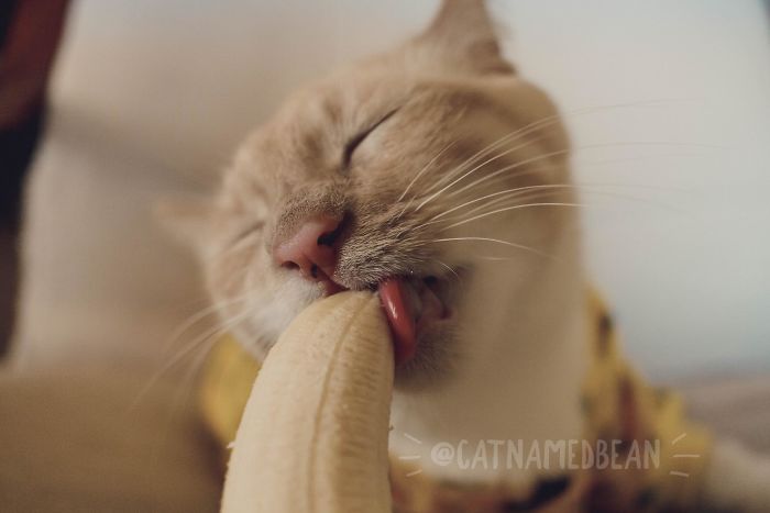 Seolah 'Terobsesi' Pisang, Potret Kucing Ini Sukses Bikin Netizen Gemas