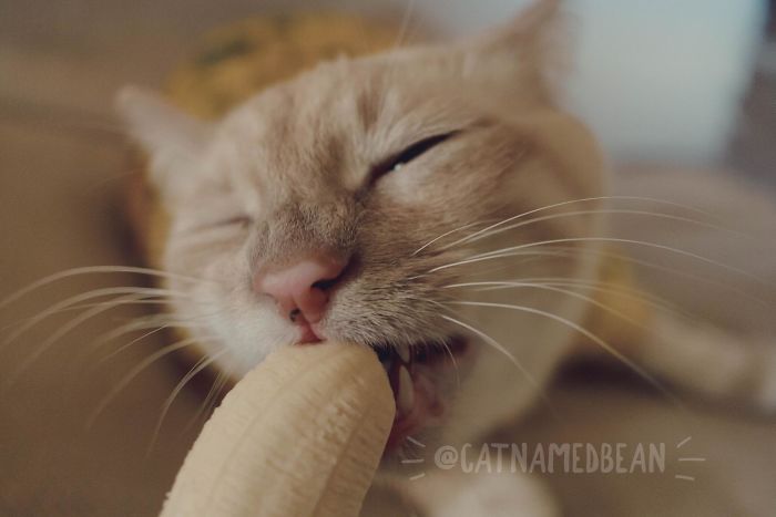 Seolah 'Terobsesi' Pisang, Potret Kucing Ini Sukses Bikin Netizen Gemas