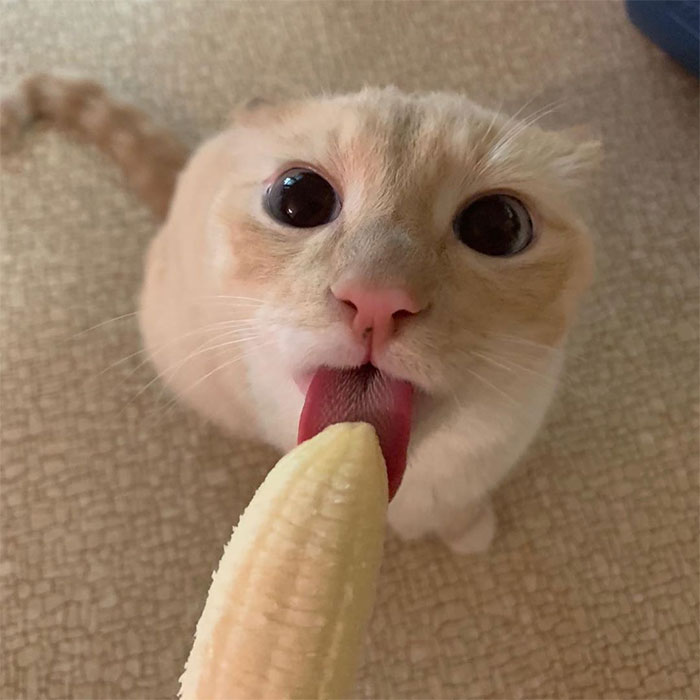 Seolah 'Terobsesi' Pisang, Potret Kucing Ini Sukses Bikin Netizen Gemas