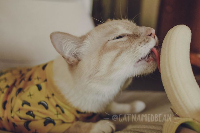 Seolah 'Terobsesi' Pisang, Potret Kucing Ini Sukses Bikin Netizen Gemas