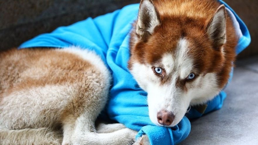 Seekor Anjing Di Rusia Menunggu Pemiliknya Bekerja Selama 8 Jam Setiap Hari