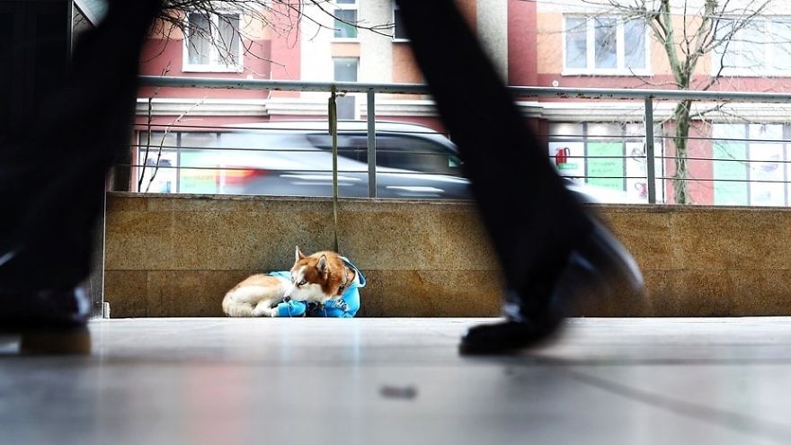 Seekor Anjing Di Rusia Menunggu Pemiliknya Bekerja Selama 8 Jam Setiap Hari