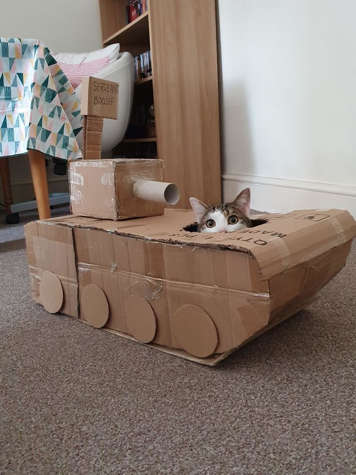 Daripada Gabut Karena Pandemi, Yuk Bikin Tank Buat Kucing Kesayangan