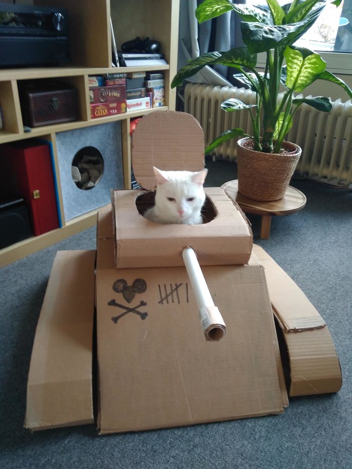 Daripada Gabut Karena Pandemi, Yuk Bikin Tank Buat Kucing Kesayangan