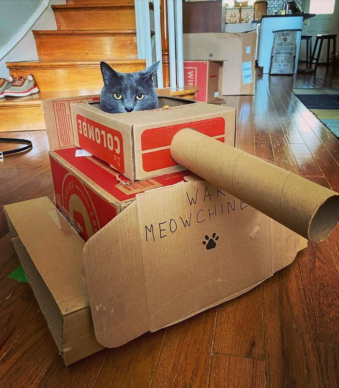 Daripada Gabut Karena Pandemi, Yuk Bikin Tank Buat Kucing Kesayangan
